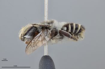 Media type: image;   Entomology 785769 Aspect: habitus lateral view